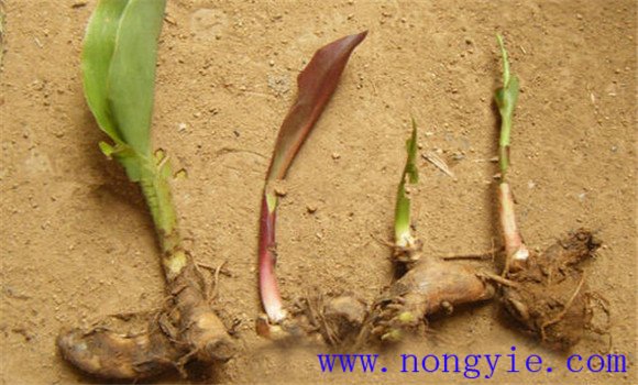 美人蕉的如何繁殖 美人蕉的繁殖方法