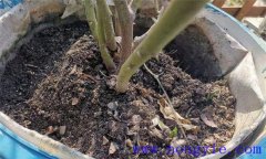 月季對(duì)土壤、溫度、光照、水份的要求