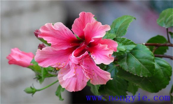 扶?；ㄔ趺答B(yǎng)