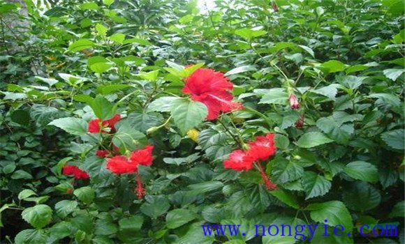 盆栽扶?；ㄔ趺答B(yǎng)才能開好花