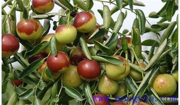 氮、磷、鉀是棗樹最重要的生產(chǎn)元素
