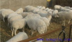 羊壞死桿菌病的癥狀有哪些，如何診斷與治療