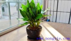 觀音竹怎么養(yǎng)才能長得好，關(guān)注這四點就夠了