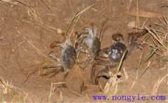 河蟹的食性特點(diǎn)簡介 河蟹的生命周期有多長？