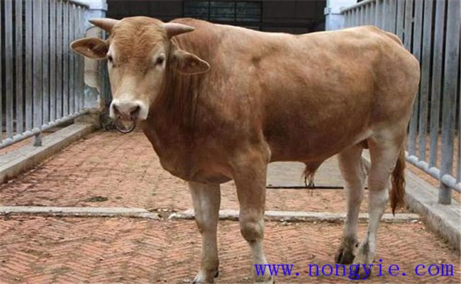 牛拉稀的常見(jiàn)類(lèi)型與癥狀表現(xiàn)