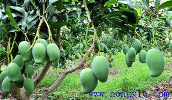 芒果的產(chǎn)地主要在哪里