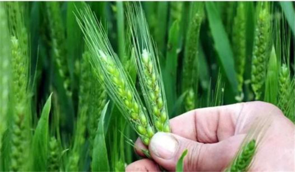 小麥揚(yáng)花期是什么時(shí)間