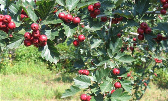 對山楂樹適時(shí)施肥