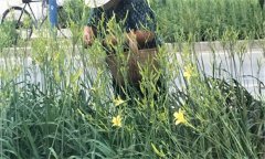 萱草要怎樣施肥？萱草的水肥管理