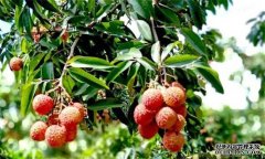 荔枝需要什么種植環(huán)境？荔枝種植技術(shù)有什么？