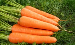 胡蘿卜的功效與作用？如何防治胡蘿卜軟腐病？