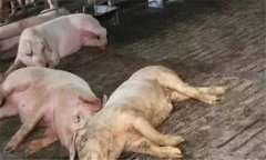 非洲豬瘟的癥狀是什么？如何預(yù)防非洲豬瘟？
