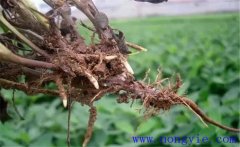 丹參根腐病的癥狀與預(yù)防方法，用什么藥防治？