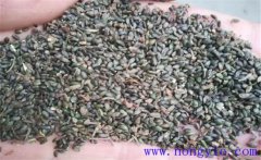 丹參繁殖育苗方法有幾種，分別怎樣繁殖？