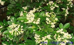 冬季九里香如何種植？該注意哪些環(huán)境因素？