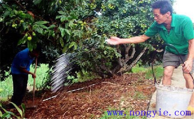 荔枝施肥種類(lèi)與技術(shù)要點(diǎn)