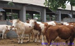 架子牛如何快速育肥？架子牛強(qiáng)化育肥方法