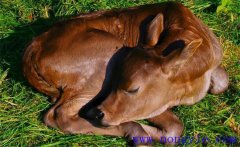 初生犢牛常見病有哪些，如何防治？