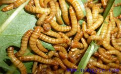 黃粉蟲如何繁殖？黃粉蟲的飼養(yǎng)管理技術要點