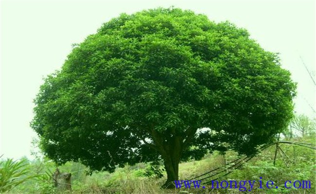 香樟的生態(tài)習性