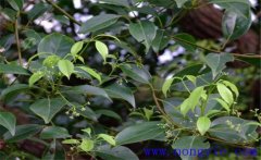 黃樟簡(jiǎn)介，黃樟的生態(tài)習(xí)性與功效與用途