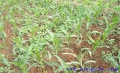 噴施玉米除草劑多久草會死 除草劑過量了怎么辦