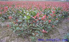 紅楠是紅葉石楠嗎？紅楠簡(jiǎn)介