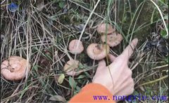 樅樹菌幾月份才有？樅樹菌的營養(yǎng)價值 如何保存