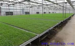 芹菜育苗方法和時(shí)間，芹菜育苗應(yīng)選擇什么品種