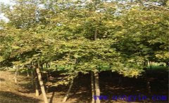 楓香是常綠還是落葉植物？楓香的生態(tài)習(xí)性簡介