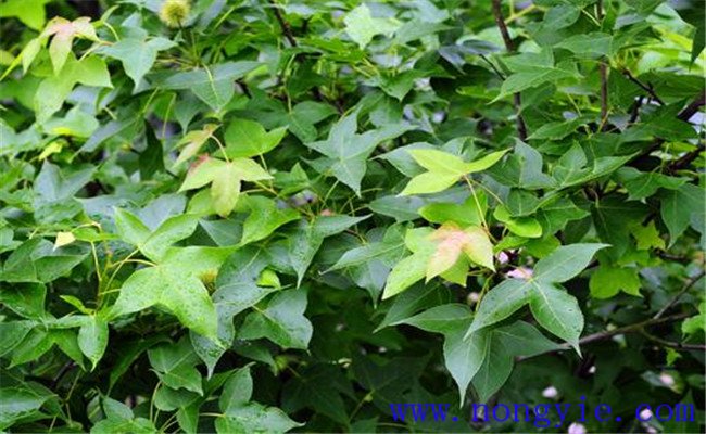 楓香的變種、變型及品種