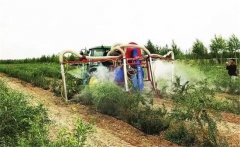 枸杞是如何施肥的，枸杞施肥該注意哪些問題？