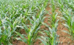 怎樣根據(jù)玉米需肥規(guī)律分次追肥、施肥？