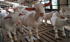 肉羊胃腸炎的主要癥狀，肉羊胃腸炎的治療方法