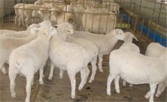 肉羊?；寄膸最惣膊? /></a>
            <a href=