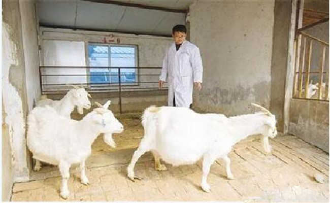 加強(qiáng)種用公、母羊的選育