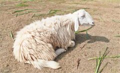 肉羊酮尿病是怎樣一種??？如何防治肉羊酮尿病