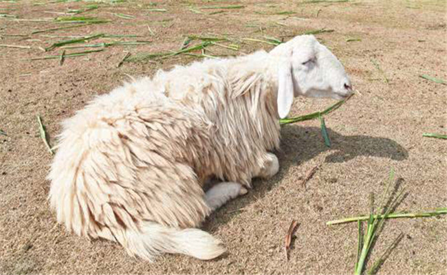 如何防治肉羊酮尿病