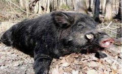 野豬會不會冬眠，野豬冬天躲在哪里？