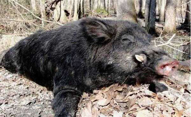野豬會冬眠嗎？