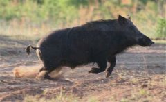 野豬是如何馴化成家豬的？家豬和野豬的區(qū)別