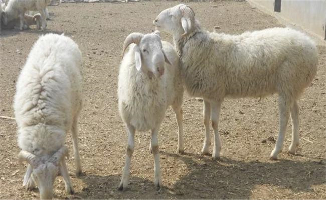 羊貧血用什么藥治療？羊貧血的防治方法