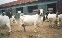 適用于肉羊育肥的添加劑有哪些？