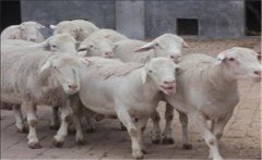 邊區(qū)萊斯特羊有何特點(diǎn)？