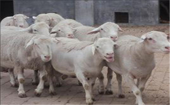 邊區(qū)萊斯特羊有何特點(diǎn)