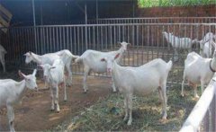 如何挑選種公羊，怎樣科學(xué)合理地養(yǎng)好種公羊