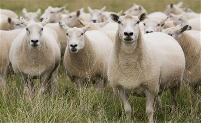 繁殖母羊不同生理階段的飼養(yǎng)管理技術(shù)