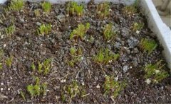 韭菜什么時間施肥，韭菜施肥方法是什么？