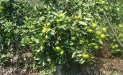 年桔該如何種植，年桔種植該注意哪些問題？