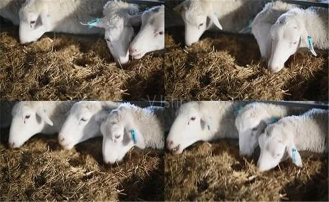 草粉原料與加工要求 草粉喂羊技術要點